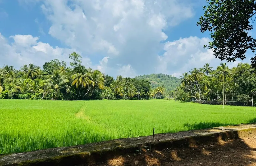 Villa Coconut Tree-1
