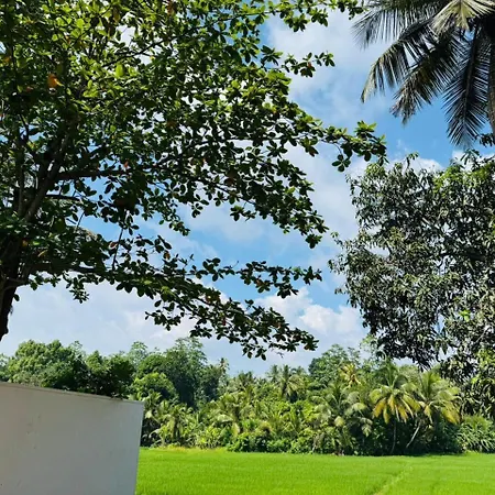 Villa Coconut Tree-3